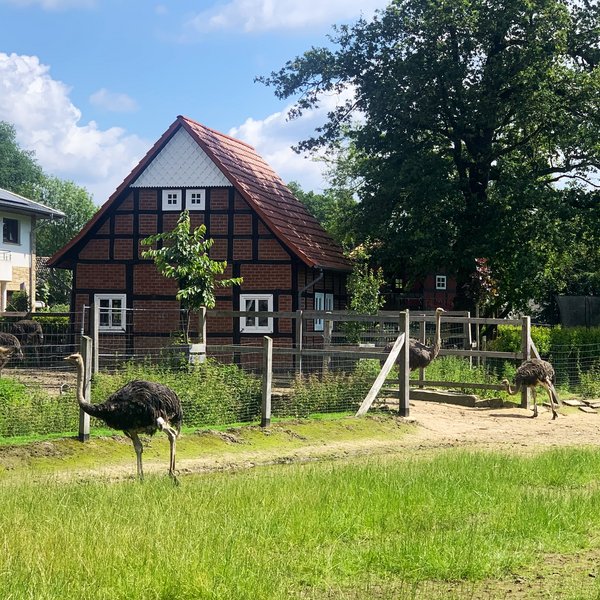 Straußenfarm in Alfhausen