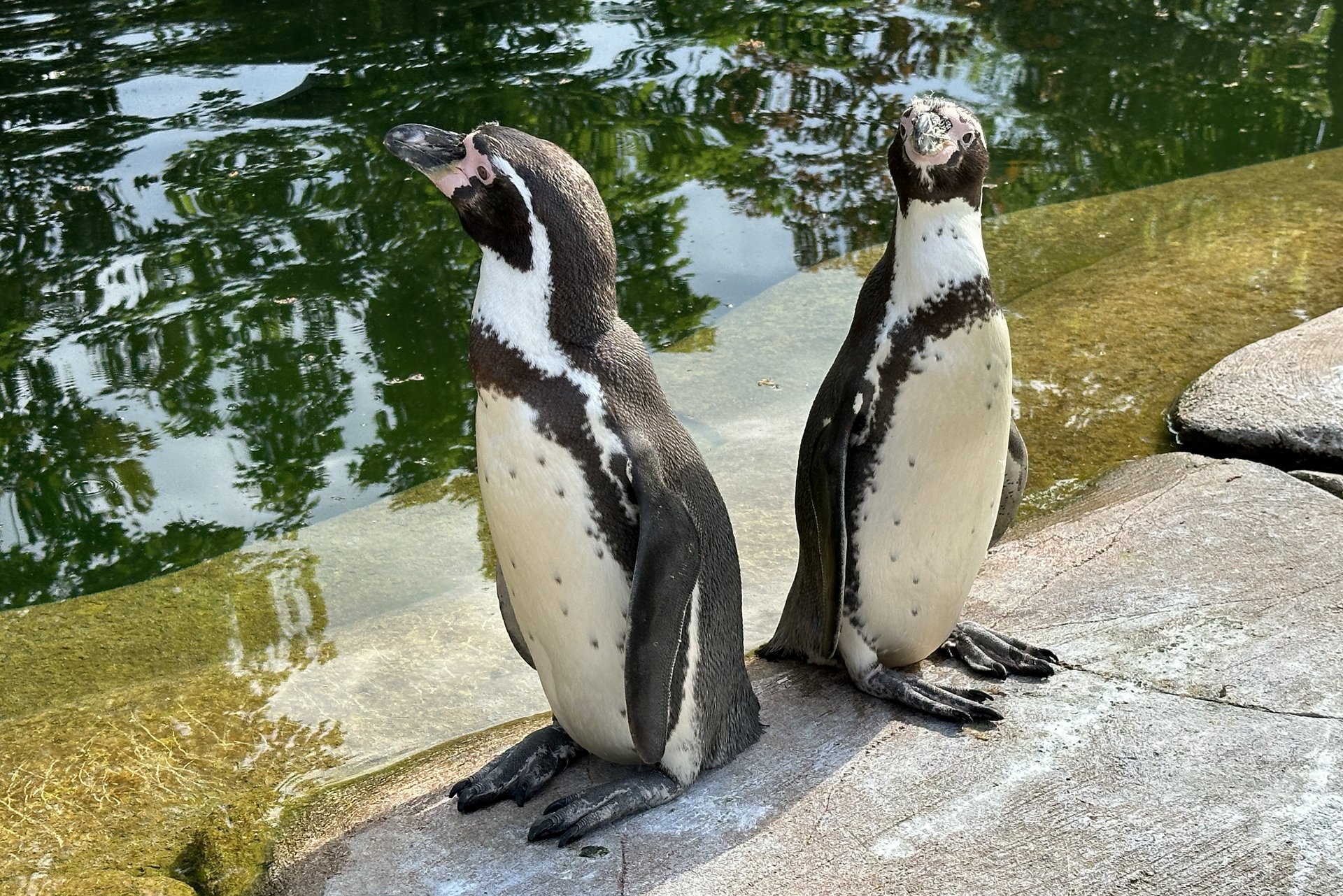 Neugierige Pinguine