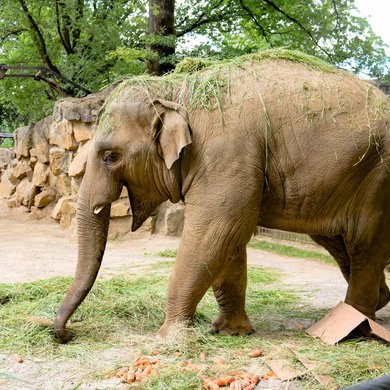 Elefantenjunges Minh-Tan im Zoo Osnabrück 