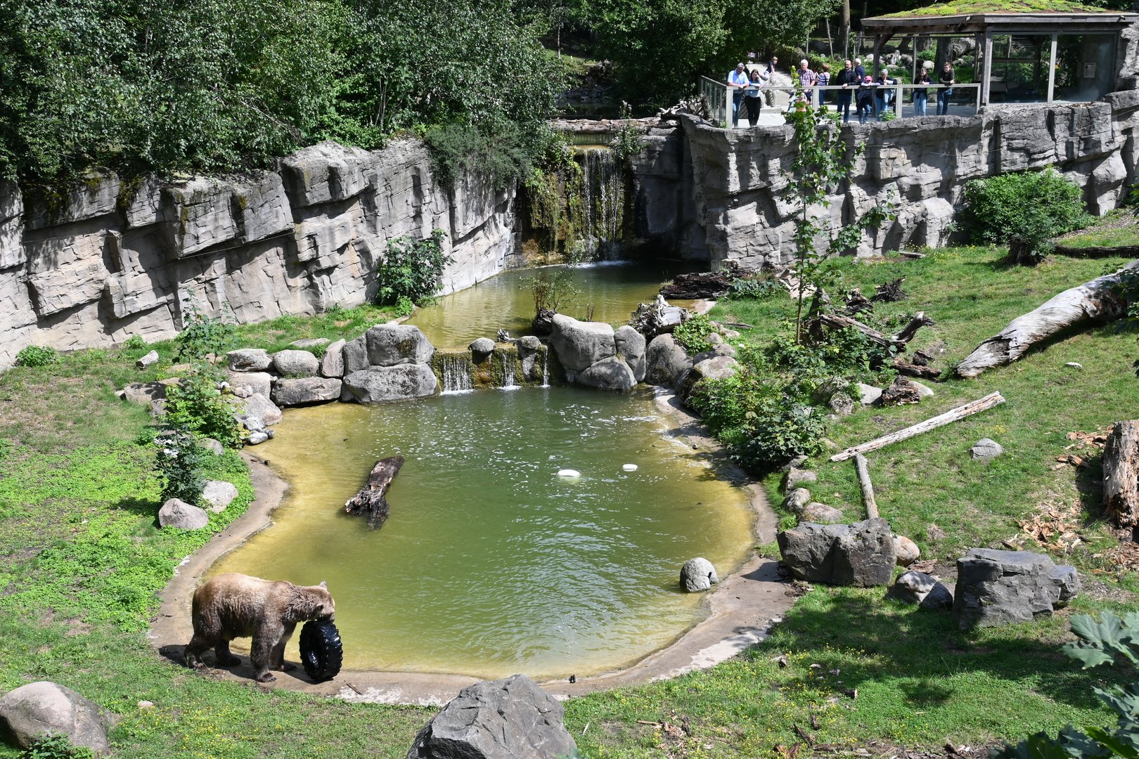 Bären im Zoo Osnabrück