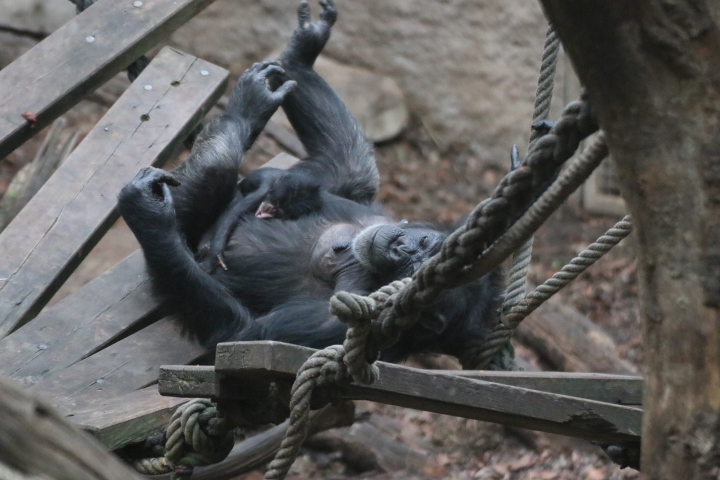 Schimpansennachwuchs